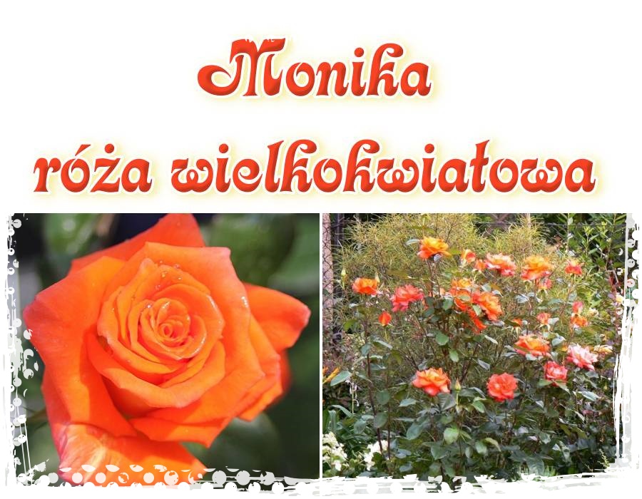 Monika róża wielkokwiatowa